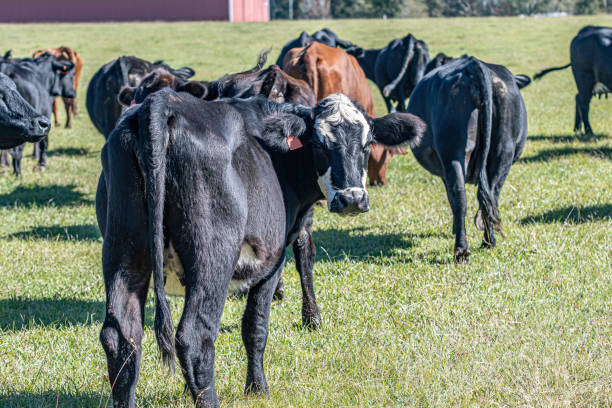 istock Crossbred heifer looking back at camera with herd behind her 1361274157