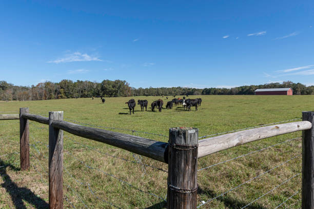Herd of crossbred cattle with fence H-brace Herd of crossbred cattle in a field with H-brace fence corner in the foreground. cattle pen stock pictures, royalty-free photos & images