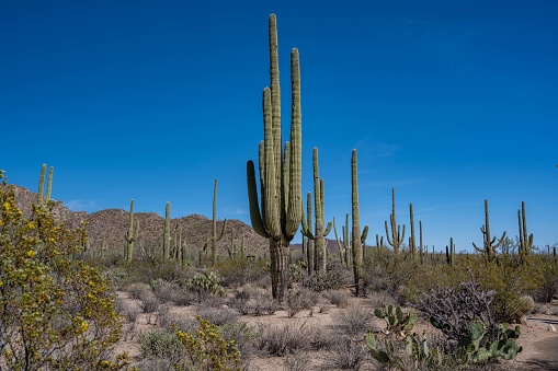 A large tree like cactus that have branches shaped like candelabra