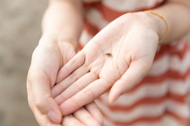 istock Close up on human hand holding hermit crab 1361274224