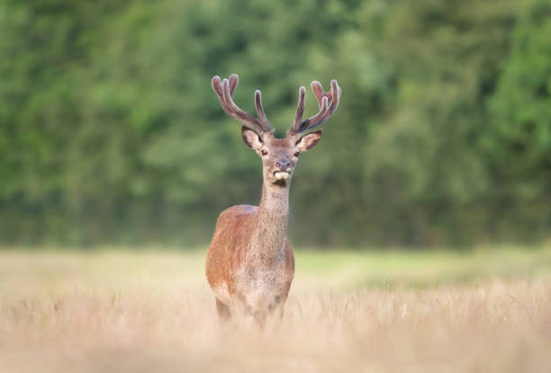 portrait of a red deer stag with velvet antlers in summer - richmond park imagens e fotografias de stock