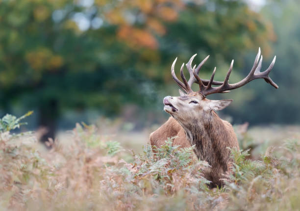 istock Red deer stag during rutting season in autumn 1361276313