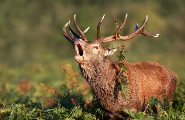 istock Red deer stag calling during rutting season in autumn 1361276352
