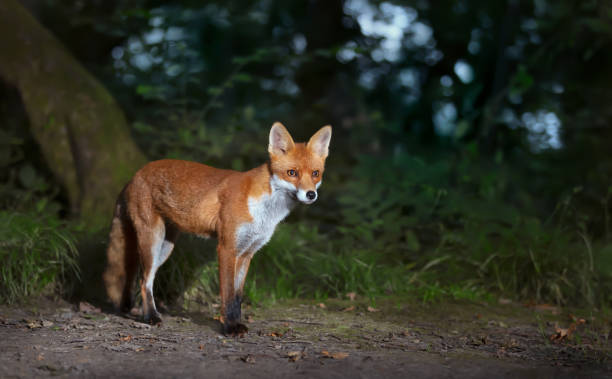 istock Close up of a Red fox cub in forest 1361276354