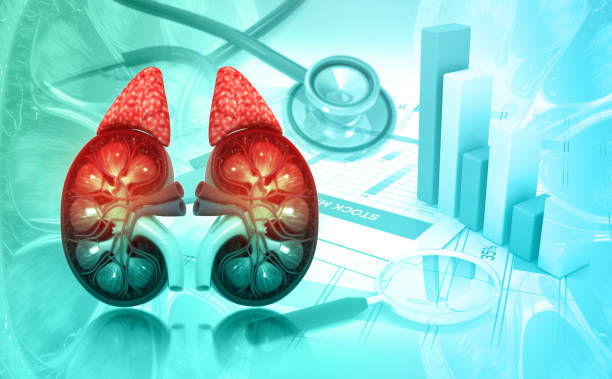 istock Human Urinary System Kidneys Anatomy. 3d illustration 1361276565