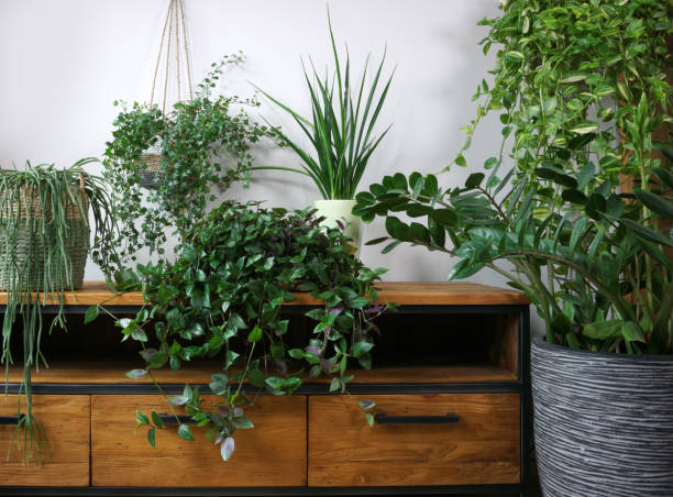 Different organic indoor plants in living room with decorations on the table. Composition of home garden green industrial interior. Urban jungle interior with houseplants. green concept for magazine.