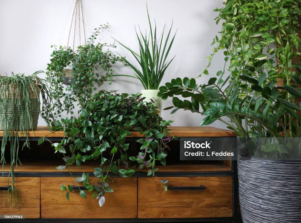 Different organic indoor plants in living room with decorations on the table. Composition of home garden green industrial interior. Urban jungle interior with houseplants. green concept for magazine. Houseplant Stock Photo