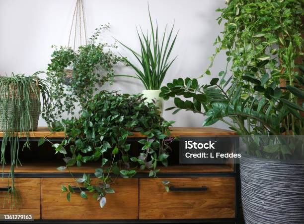 Different Organic Indoor Plants In Living Room With Decorations On The Table Composition Of Home Garden Green Industrial Interior Urban Jungle Interior With Houseplants Green Concept For Magazine Stock Photo - Download Image Now