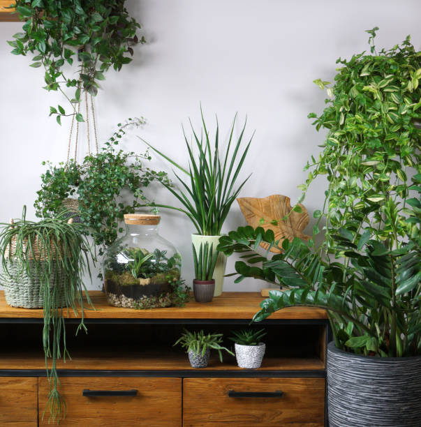 istock Different organic indoor plants in living room with decorations on the table. Composition of home garden green industrial interior. Urban jungle interior with houseplants. green concept for magazine. 1361279164
