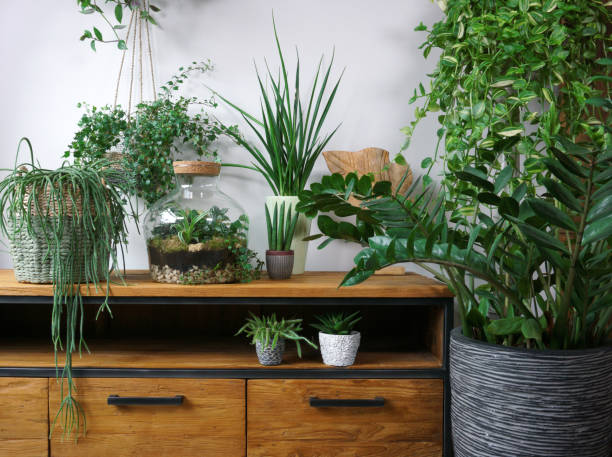 istock Different organic indoor plants in living room with decorations on the table. Composition of home garden green industrial interior. Urban jungle interior with houseplants. green concept for magazine. 1361279165