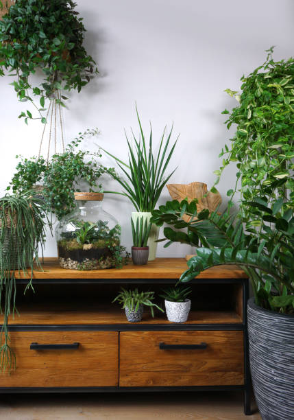 istock Different organic indoor plants in living room with decorations on the table. Composition of home garden green industrial interior. Urban jungle interior with houseplants. green concept for magazine. 1361279166