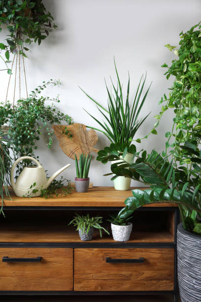 istock Different organic indoor plants in living room with decorations on the table. Composition of home garden green industrial interior. Urban jungle interior with houseplants. green concept for magazine. 1361279170