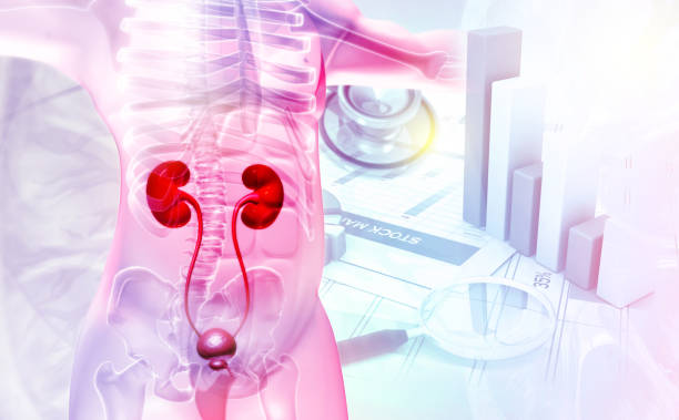 istock Human Urinary System Kidneys with Bladder Anatomy. 3d illustration 1361279894