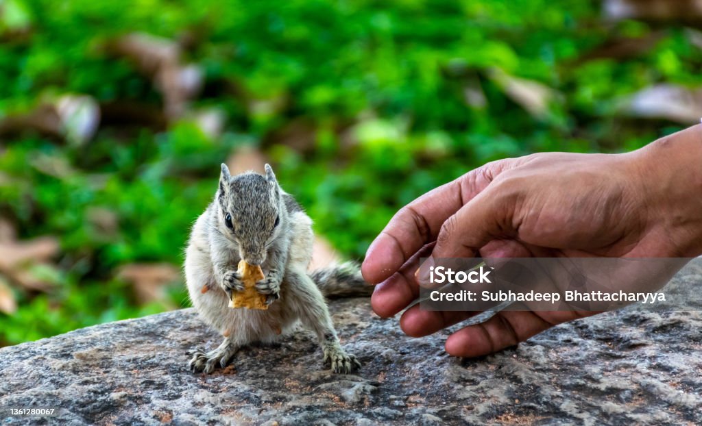 Me and my cute friend This photo was captured in New Delhi.  This is the picture of a ground squirrel.  They are very available in South-East Asia. Holding Stock Photo