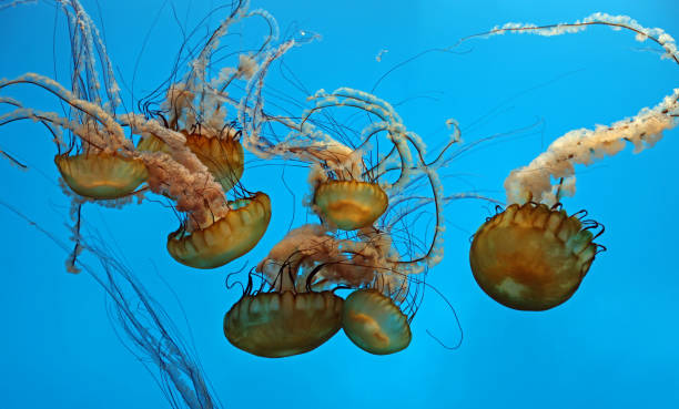 istock Group of Pacific Sea Nettles 1361281730