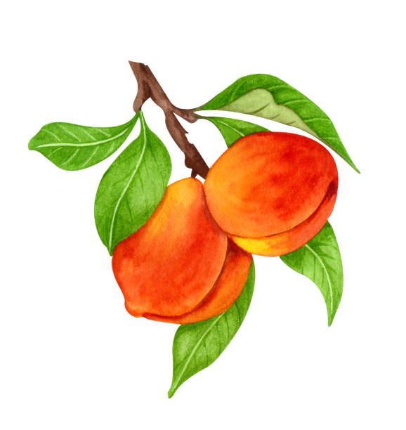 pfirsich aquarell illustration. handgezeichneter reifer, saftiger sommerobstbaum.  süßer nektarinenzweig mit blattisolaten auf weißem hintergrund - peach nectarine fruit portion stock-grafiken, -clipart, -cartoons und -symbole