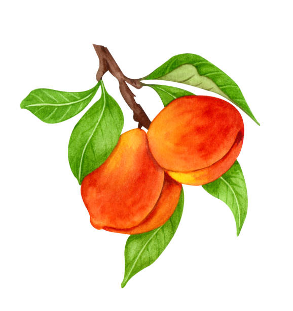 brzoskwiniowa ilustracja akwarelowa. ręcznie rysowane dojrzałe, sokowe letnie drzewo owocowe.  słodka gałązka nektaryny z liśćmi izolatami na białym tle - peach fruit portion orange stock illustrations