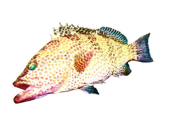 Image processed green eyed Brown spotted grouper like attacking a bait CG illustration