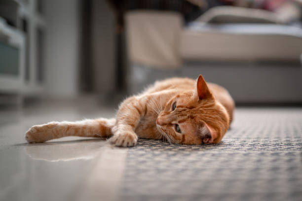 istock brown tabby cat with green eyes lying on a carpet. close up 1361284779
