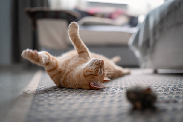 istock brown tabby cat with green eyes, lying on its back on a carpet 1361284783