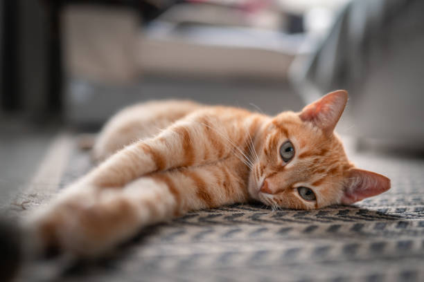istock brown tabby cat with green eyes lying on a carpet. close up 1361284790