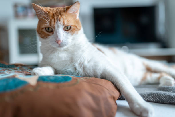 istock close up. brown and white cat with yellow eyes lying on a pillow 1361284874