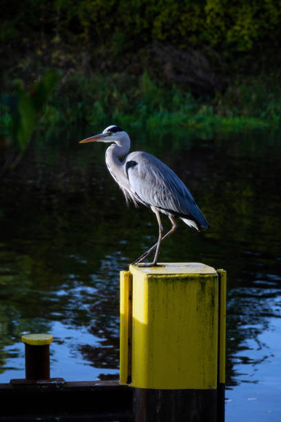 istock Grey heron on a yallow bollard at a river in berlin 1361286646