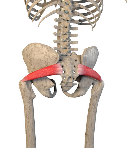 3D Illustration Of Piriformis Muscles On White Background stock photo