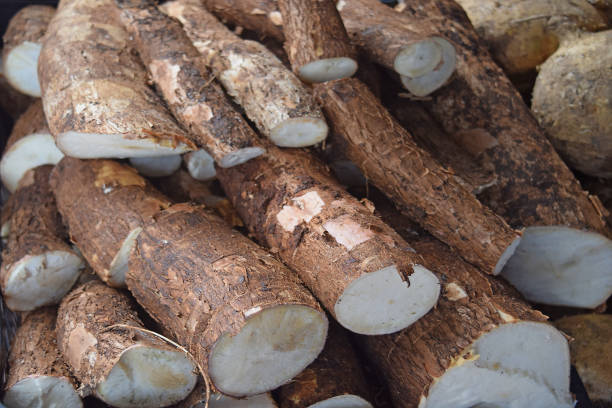 istock Cassava root, Tapioca, Manioc, Yucca, Full frame, Food backgrounds. 1361288695