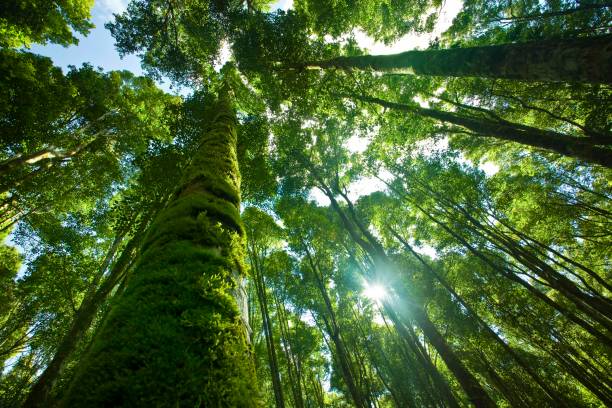 istock Natural Scene of Forest with Sun Rays 1361288759