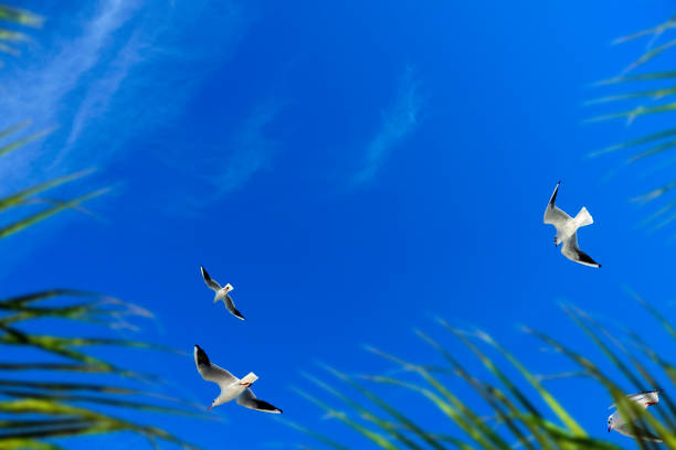 日当たりの良い青空の上を飛ぶ鳥の群れ - sunny day sunlight seagull ストック�フォトと画像