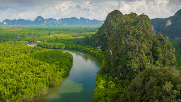 istock Natural Scene of Mountain and Jungle 1361289081