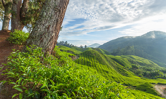 Tea plantation mountain against the trees and blue sky in Cameron Highland, Malaysia.