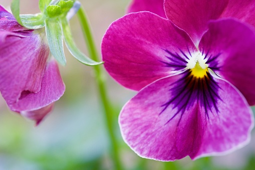 Horizontal closeup photo of two vibrant pink and purple Viola flowers growing in an organic garden in Spring. Soft focus background