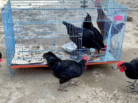 Two black young cocks in front of each other getting ready to fight. Iron bird cage is also visible.