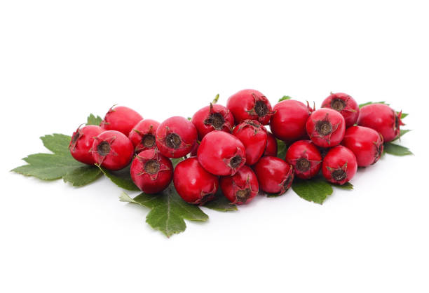 istock Bunch of hawthorn berries and leaves. 1361292986