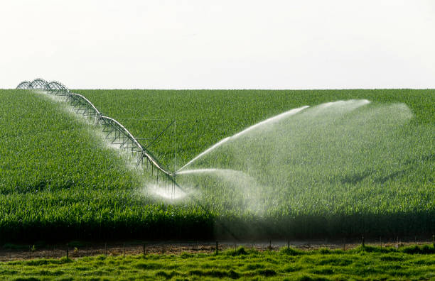 irrigation dans les plantations de maïs - skill agriculture horizontal outdoors photos et images de collection