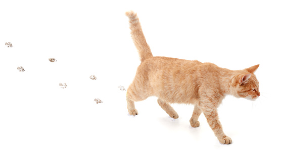 Red cat walking leaving footprints isolated on a white background.