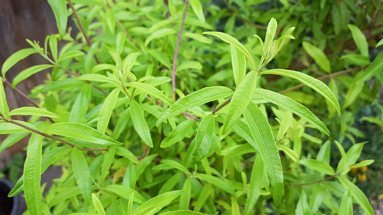 Healing herbs plant - Aloysia triphylla - german: Zitronenverbene -  lemon verbena
