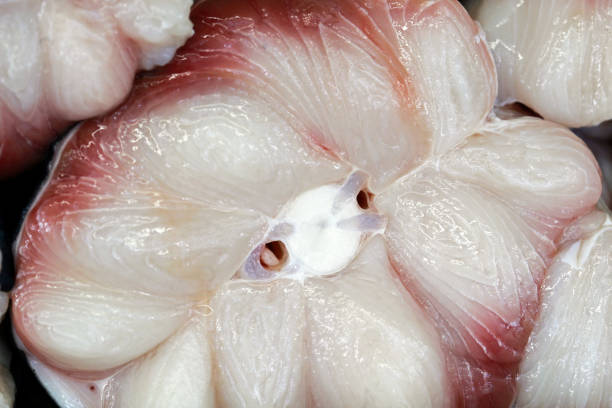 istock Closeup of shark steak 1361295635
