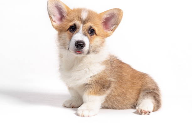istock Pembroke Welsh Corgi puppy sitting in front. isolated on white background 1361295680