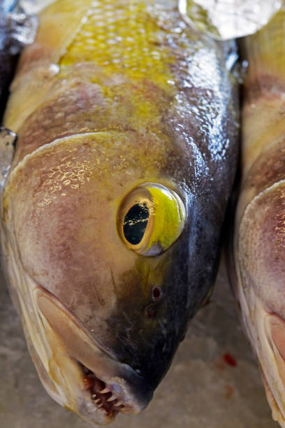 istock Group of whole fish deposited in ice 1361295694