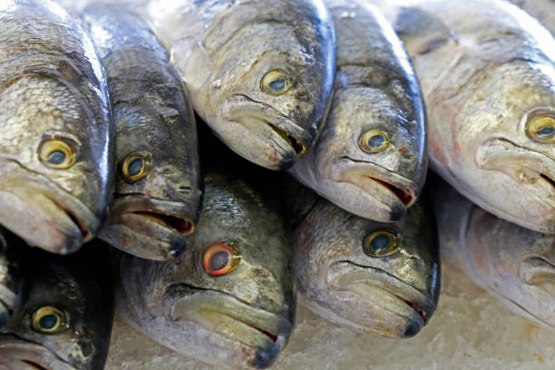 istock Group of whole fish deposited in ice 1361295697
