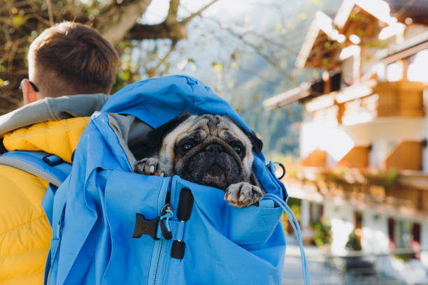 Man traveler getting ready to hike with his dog in backpack in the Alps mountains Young man in yellow jacket holding cute dog - pug breed in the blue backpack, preparing for hiking in Dolomites Alps, Italy man walking a pug dog stock pictures, royalty-free photos & images