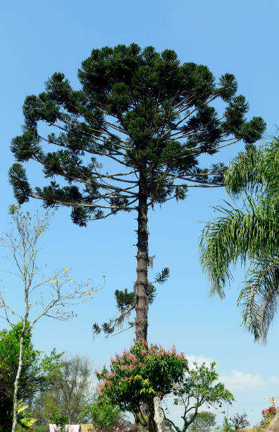 istock Brazilian pine or Candelabra tree under blue sky 1361296832