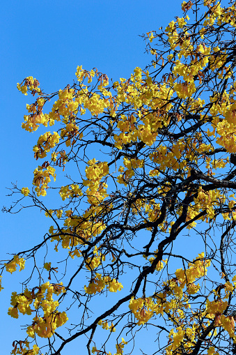Closeup of yellow lapacho flowers, or ipe in Portuguese, under blue sky