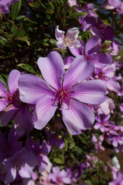 istock Closeup of glory bush, or manaca da serra, in bloom 1361297203