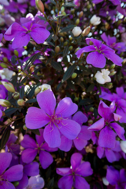 istock Closeup of glory bush, or manaca da serra, in bloom 1361297205