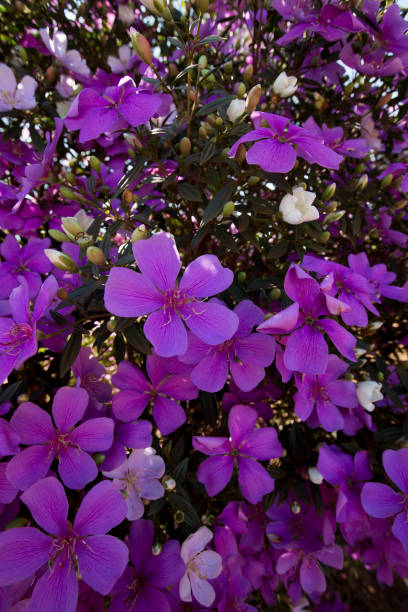 istock Closeup of glory bush, or manaca da serra, in bloom 1361297210