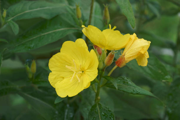 istock Close-up image of Common Evening primrose flowers 1361298490